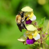 Die Ackerhummel (Bombus pascuorum) auf dem Bunten Hohlzahn (Galeopsis speciosa). 