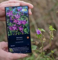Ein Mensch zeigt ein Handydisplay mit Flora Incognita App