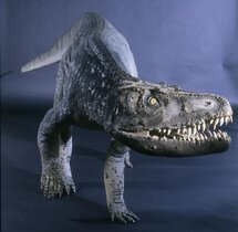 Modell des Sauriers Batrachotomus.  