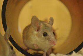 Stachelmäuse sind vielversprechende neue Modellorganismen für die Reparatur von Gewebe