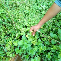 Hahnenfußgewächs Ranunculus multifidus