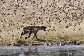 Tüpfelhyäne auf der Jagd nach kleinen Vögeln an einem Wasserloch in Namibia Miha Krofel Miha Krofel/Leibniz-IZW
