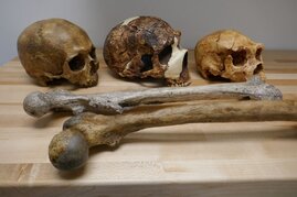  Größendaten von mehr als 300 Fossilien der Gattung Homo