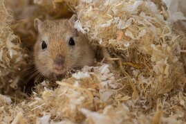 Rennmaus