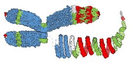Spiralförmige Struktur kondensierter Chromosomen 