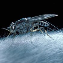 Tsetse Fliege  Erreger der Schlafkrankheit