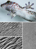 Ein Tokay-Gecko haftet an einer Glasscheibe. Unten: Rasterelektronenmikroskopische Aufnahmen zeigen die winzigen Härchen, sogenannten Setulae, auf der Echsenhaut. Ein Tokay-Gecko haftet an einer Glasscheibe. Unten: Rasterelektronenmikroskopische Aufnahmen zeigen die winzigen Härchen, sogenannten Setulae, auf der Echsenhaut.