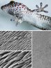 Ein Tokay-Gecko haftet an einer Glasscheibe. Unten: Rasterelektronenmikroskopische Aufnahmen zeigen die winzigen Härchen, sogenannten Setulae, auf der Echsenhaut. 
