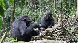 Schimpansenmütter und ihren Jungen 