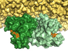 Das Ras-Protein (grün) liegt an der Zellmembran im Doppelpack vor. 