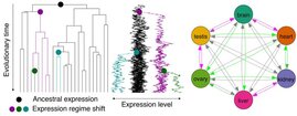 Komplexe evolutionäre Zusammenhänge: Die langfristige Expression in einem Organ prädisponiert Gene für die spätere Nutzung auch in anderen Organen. 