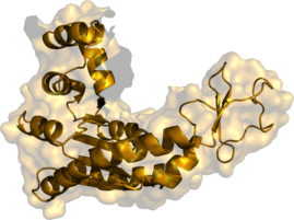 Biomoleküle sind für zahlreiche Funktionen im Körper zuständig