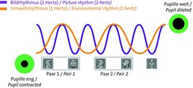 Die Pupille öffnet und schließt sich im Rhythmus des einfallenden Lichts (lila). Gibt es zusätzlich einen lichtunabhängingen Umweltrhythmus (orange), wird die Pupille auch diesen Rhythmus gesteuert. 