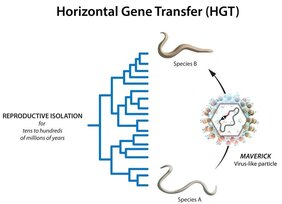 Transposons überwinden die Artenschranke