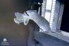 Wanderratten fangen Fledermäuse Wanderratten fangen Fledermäuse
