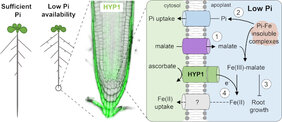 Die neue Studie zeigt, dass HYP1 eine Ascorbat-abhängige Metalloreduktase ist, die unter niedrigen Pi-Bedingungen induziert wird, um einer Malat-induzierten Fe-Überakkumulation in Wurzelspitzen entgegenzuwirken. 