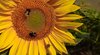 Eine Erdhummel, eine Steinhummel und eine Honigbiene auf einem der im Rahmen der Studie untersuchten Sonnenblumenfelder. 