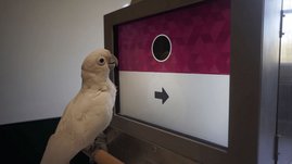Ein Goffinkakadu vor einem Touchscreen Ein Goffinkakadu vor einem Touchscreen