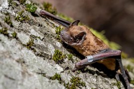 Großer Abendsegler - Nyctalus noctula 