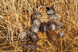  invasive Schildkrötenarten heimische Ökosysteme