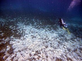 Vollständig gebleichtes Riff vor Isla Iguana in Panama 