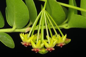 Wachsblume (Hoya cumingiana)