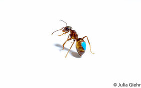 Ameisen Evolution
