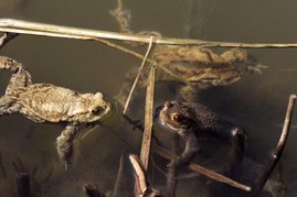 Erdkröten im Teich des Botanischen Gartens der Universität Ulm. 