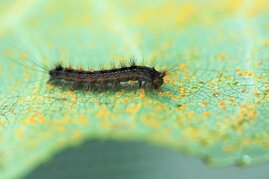 Die Raupe eines Schwammspinners (Lymantria dispar) macht sich über die Sporen des Rostpilzes Melampsora larici-populina her, der sich auf einem Pappelblatt ausgebreitet hat. 