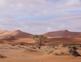 Einzelner Baum in der Wüste von Namibia  
