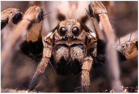 Wolfsspinne Lycosa praegrandis