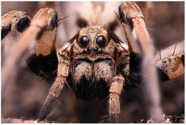 Wolfsspinne Lycosa praegrandis