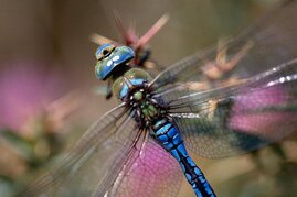 Anax imperator: Ein Klimawandel-Gewinner. Die Art ist sehr häufig zu finden, gerade in Stadtrandgewässern.  