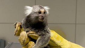 Myrabello, ein genetisch modifizierter Weißbüschelaffe 