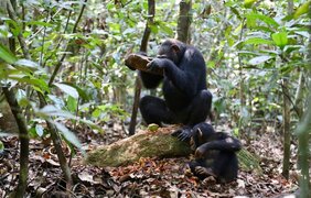 Schimpanse Steinwerkzeug