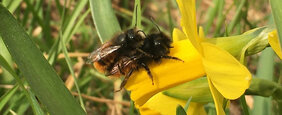 Fungizide beim Paarungsverhalten der Mauerbiene