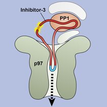 Querschnitt durch das Protein VCP/p97