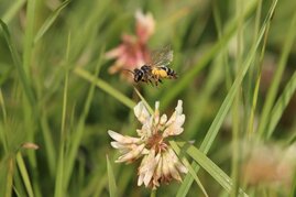 Wiese mit Bienen und Käfern