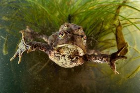 Ein Paar Erdkröten (Bufo bufo).