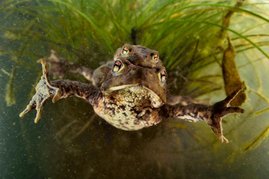 Ein Paar Erdkröten (Bufo bufo).