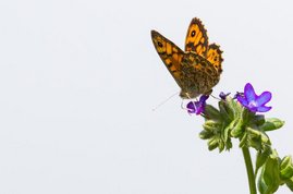 Der Mauerfuchs ist in weiten Teilen Europas verbreitet.
