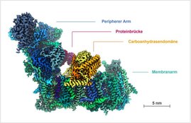 Atomares Modell und funktionelle Module des Komplex I der Modellpflanze Arabidopsis thaliana