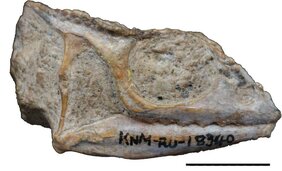 Der untersuchte Chamäleon-Schädel aus dem frühen Miozän. 