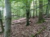 Baumbestand aus Eichen, Buchen und Hainbuchen auf der 1946 gerodeten Kiefern-Waldfläche, eine Krautschicht fehlt weitgehend. Baumbestand aus Eichen, Buchen und Hainbuchen auf der 1946 gerodeten Kiefern-Waldfläche, eine Krautschicht fehlt weitgehend.