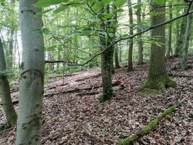 Baumbestand aus Eichen, Buchen und Hainbuchen auf der 1946 gerodeten Kiefern-Waldfläche, eine Krautschicht fehlt weitgehend.