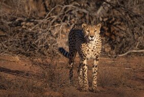 Gepard in Zentralnamibia  