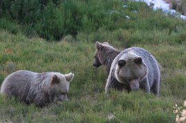 Braunbärin mit Jungtieren bei der Suche nach Heidelbeeren im Tatra Nationalpark, Polen.  