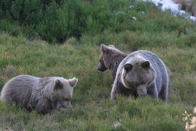 Braunbärin mit Jungtieren bei der Suche nach Heidelbeeren im Tatra Nationalpark, Polen. Braunbärin mit Jungtieren bei der Suche nach Heidelbeeren im Tatra Nationalpark, Polen.