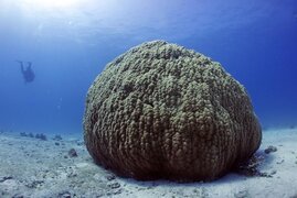 Korallen-Datenbank