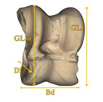 3D Scan eines Sprungbeinknochens